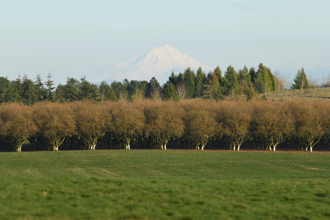 field of filberts trees