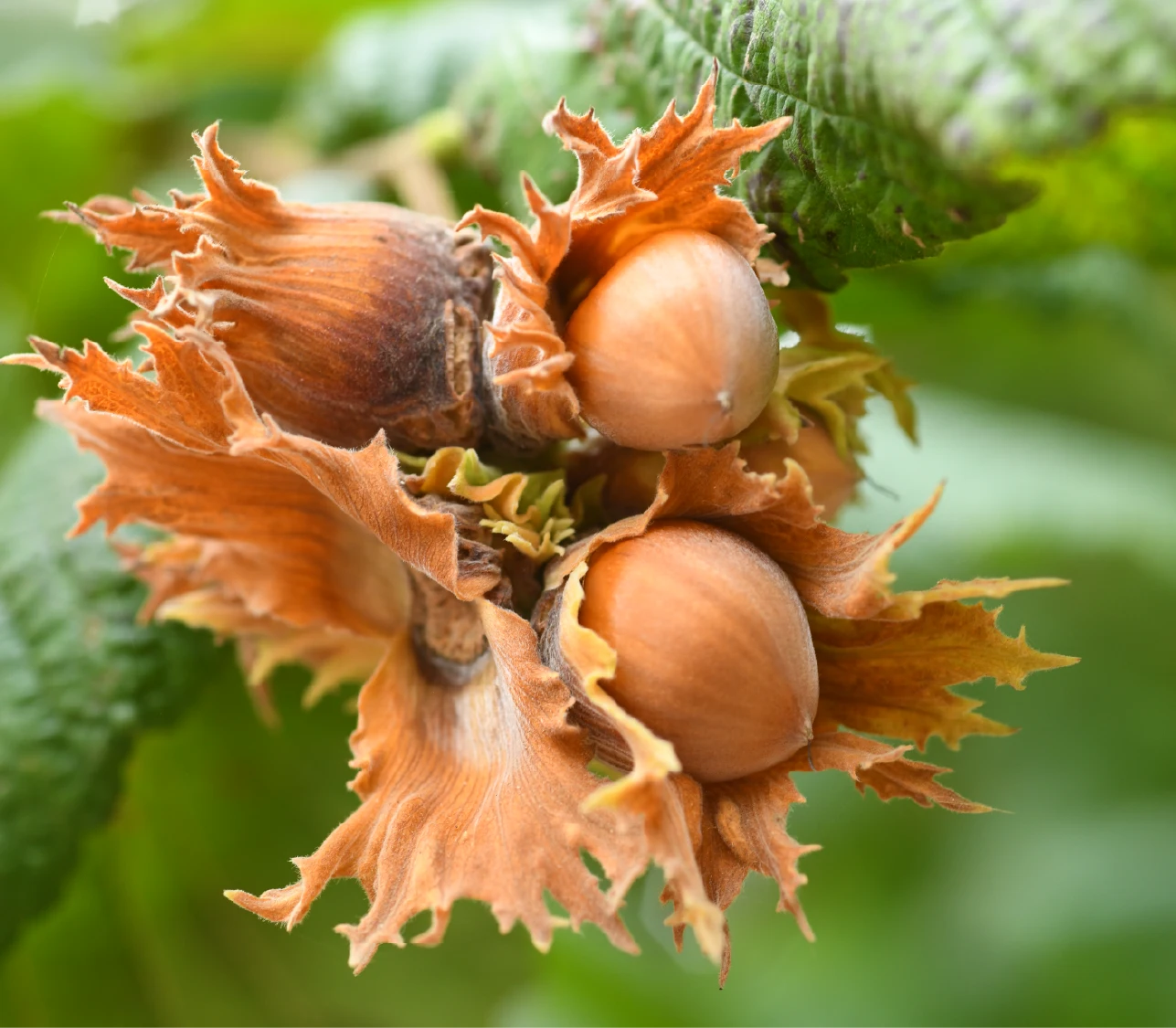 filberts tree budding hazelnuts